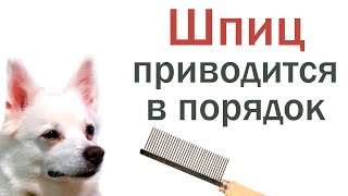 Вычесывание собачки перед игрой в мячик