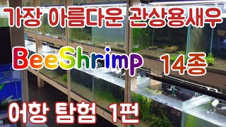 생이새우 & 비쉬림프 키우기. 비쉬림프 어항탐험 1편