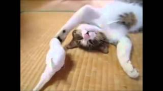 Katze Schmusst mit Wellensittich. Ein Haps und das Vöglein ist weg Muahaha