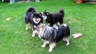 A Day at Dogs to Stay