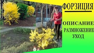 Декоративные  кустарники . Форзиция  Описание, уход