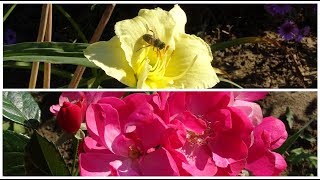 МОЙ осенний САД/ цветут розы, лилейники и едим малину