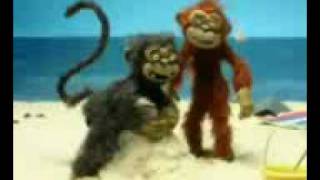 stupid monkey sex on the beach