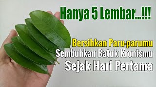 BERSIHKAN DAN KELUARKAN SEMUA LENDIR DAN RACUN DI PARUMU S EJAK TEGUKAN PERTAMA