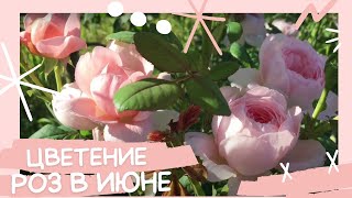 Розы в конце июня 2019