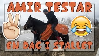 AMIR TESTAR: En dag i stallet