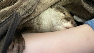 ソファで休んでる飼い主にかまちょするカワウソ otter pampering its owner while resting on the couch.