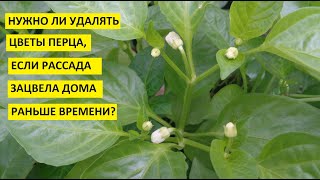 Ранние посевы сладкого перца зацвели в рассаде! Что делать с цветами - удалять или нет?