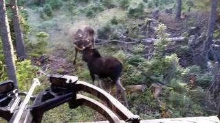 Chasse orignal 2016