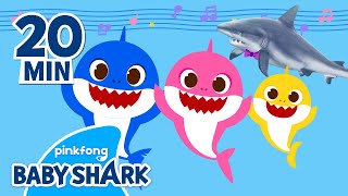 Sing along with Baby Shark! and a Real Shark?! | +Compilation | Song For Kids 