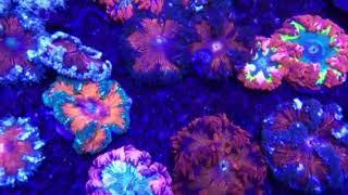 Ultra Rock Flower Anemones at SaltCritters.com