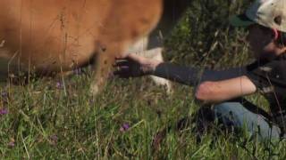 From Grass to Cheese: The Nolan Family Farm