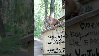 Бельчонок сам знает где взять орехи / The squirrel himself knows where to get nuts