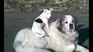 Pyrenean Mountain Dog and Jack Russell