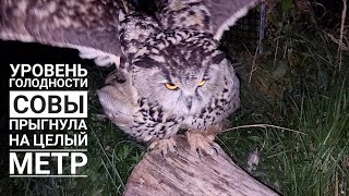 Сова филин Ёль сокращает дистанцию в прыжке! А на что вы готовы ради вкусного?!