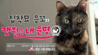 [빵구냥이] EBS고양이를 부탁해 출연 예고편