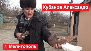 Голуби г.Мелитополь. Кубанов Александр