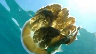 North West Island Spearfishing Trip (Part 2)