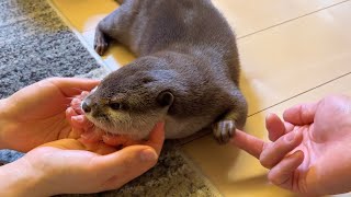 今夜は甘えんぼすぎたカワウソ otter was too spoiled tonight.