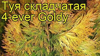 Туя складчатая Форева Голди. Краткий обзор, описание характеристик thuja plicata 4-ever Goldy