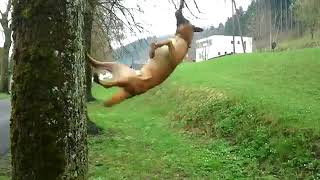 Dog Spins on Dangling Tree Branch - 931119