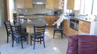 Tierna perrita es grabada realizando un robo perfecto de comida mientras sus dueños no están