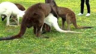 Kangaroo Orgie