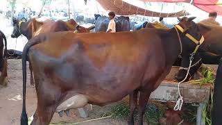 Jarsi cross tazi soe hoe cow with 18 liter at malo mor mandi jhang Pakistan