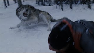 Охота на волка