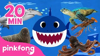 ¡Aprende los Animales del Mar! | Tiburón Bebé | Animales para niños | Pinkfong Canciones Infantiles