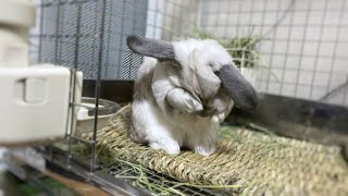 【うさぎ】フォトジェニックなラブくん！【ホーランドロップイヤー/bunny/holland lop】