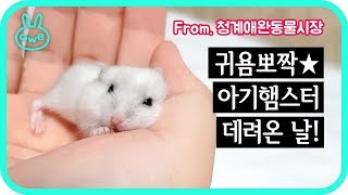 귀염뽀짝 아기햄스터 데려온 날_꼬미아가씨