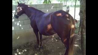 Rancho San José -Higuey-