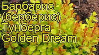 Барбарис тунберга Голден Дрим. Краткий обзор, описание berberis thunbergii Golden Dream