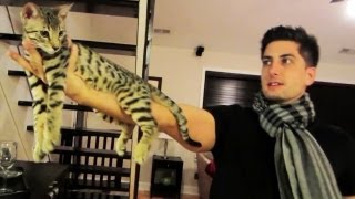 KITTY STYLE