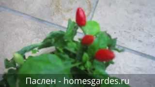 Декоративный перец паслен