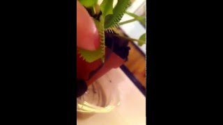 МУХОЛОВКА ПЫТАЕТСЯ СЪЕСТЬ ПАЛЕЦ!!!!!