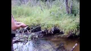 Brook trout