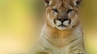 How to blur background picture online | without adobe photoshop |