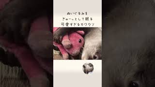 超かわいい！ぬいぐるみをぎゅーしないと寝られない！ Otter sleeping with a stuffed doll