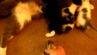 Cat Adopts Baby Squirrel