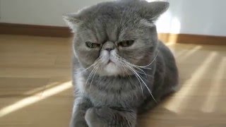 不可思議なお手手の動き！☆エキゾチックの猫