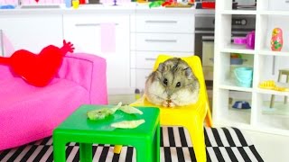 ДОМ ХОМЯКА РУМ ТУР ИГРОВАЯ КОМНАТА - ХОМЯК И ЕГО ДОМИК | Elli Di Pets