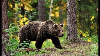 Охота на медведей в Челябинской области