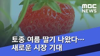 '생식용' 토종 여름 딸기 나왔다…새로운 시장 기대 (2018.07.29/뉴스데스크/MBC)