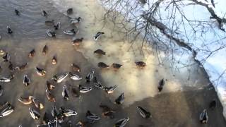 Duck's vision in St.Petersburg, Russia