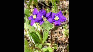 ЛЕГУЗИЯ  (LEGOUSIA)  сем. Колокольчиковые