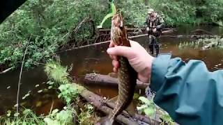 Рыбалка на спиннинг на лесной речке, Архангельск