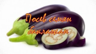 Посев семян баклажан