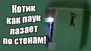 Котик как паук лазает по стенам!!!